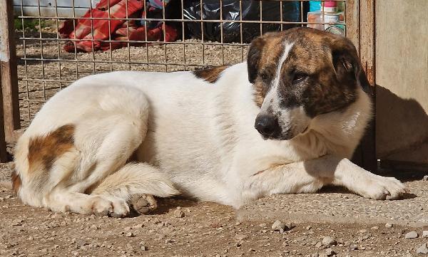 DEAA tripode, adozione del cuore (ex Monchetta) Foto 2